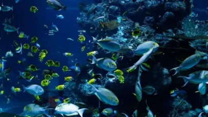 La biodiversidad marina