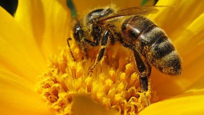 Las Abejas y su Rol en la Polinización