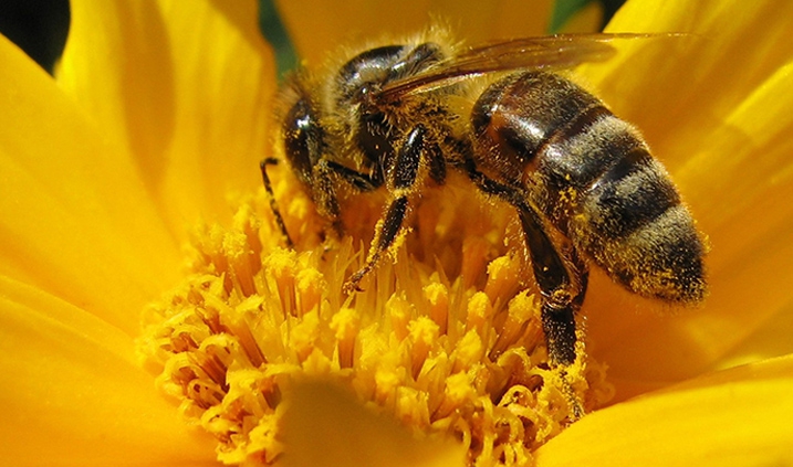 Las Abejas y su Rol en la Polinización