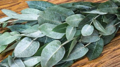 Beneficios del eucalipto para la salud respiratoria