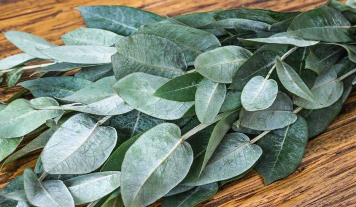 Beneficios del eucalipto para la salud respiratoria